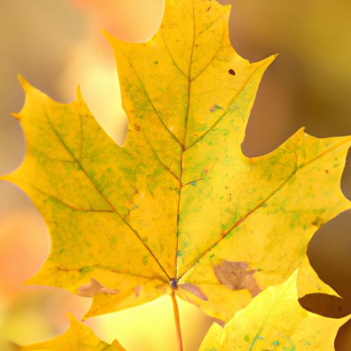 heets yellow